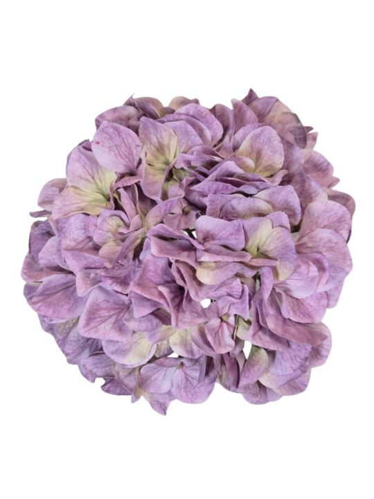 HORTENSJA GŁOWA 19CM B34-10 OLD VIOLET GREEN