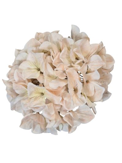 HORTENSJA GŁOWA 19CM B34-01 OLD CREAM PEACH