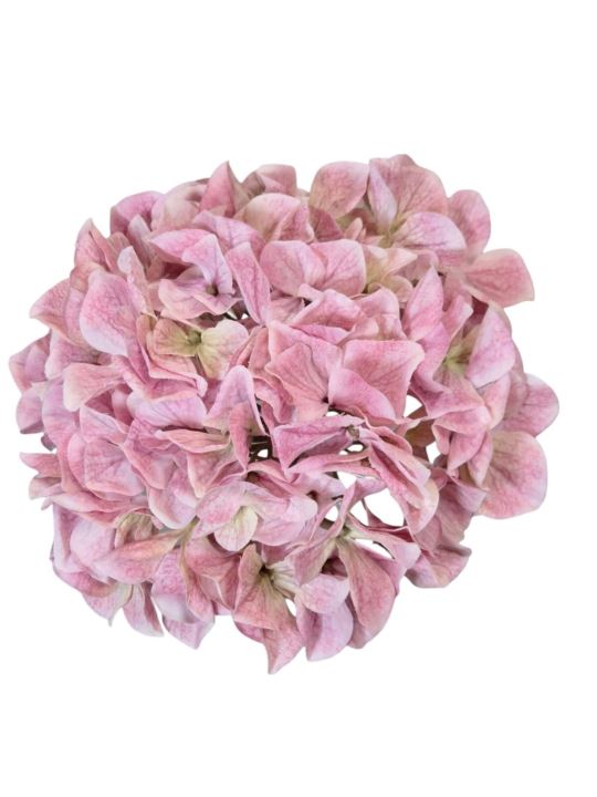 HORTENSJA GŁOWA 19CM B34-08 LT MAUVE PINK GREEN