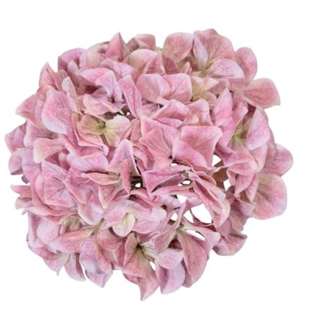 HORTENSJA GŁOWA 19CM B34-08 LT MAUVE PINK GREEN