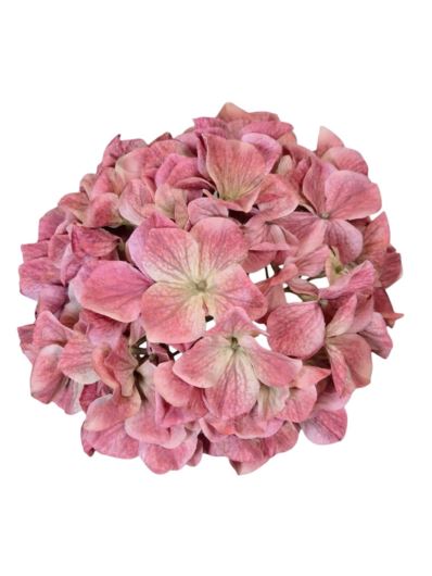 HORTENSJA GŁOWA 19CM B34-09 MAUVE PINK GREEN
