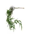 PAPROĆ ZANOKCICA OSAKA ZWIS 110CM RT GREEN