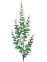 EUKALIPTUS – GUMA GAŁĄZKA 96CM POWDER GREEN