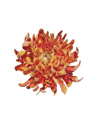 CHRYZANTEMA PŁASKA 20CM VIBRANT ORANGE