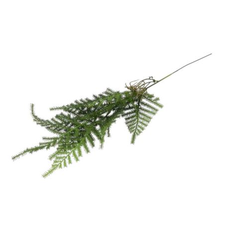 PAPROTKA ASPARAGUS WPINKA 55CM GREEN
