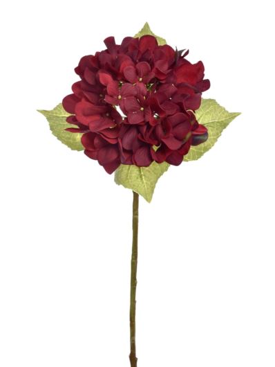 HORTENSJA POJEDYNCZA 60CM TAJ1025 DEEP DR RED