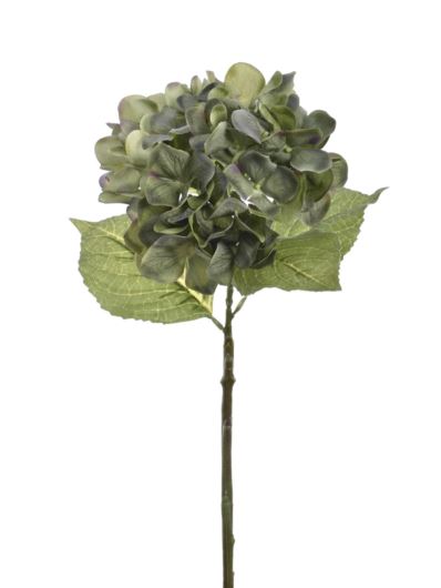 HORTENSJA POJEDYNCZA 60CM TAJ1025 DEEP GREEN
