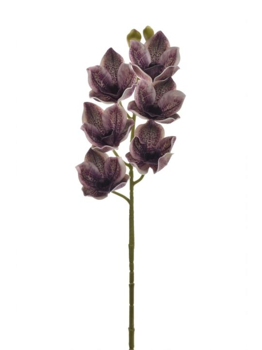 CYMBIDIUM - STORCZYK 69CM LEV016 DIRTY CHERRY