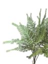 PAPROTKA ASPARAGUS BUKIET CV41282 POWDER GREEN