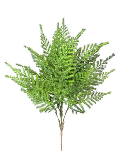PAPROTKA ASPARAGUS BUKIET CV41282 GREEN