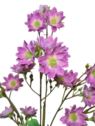 MARGARETKA JESIENNA 80CM PURPLE