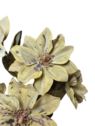 MAGNOLIA JESIENNA 68CM DIRTY GREEN