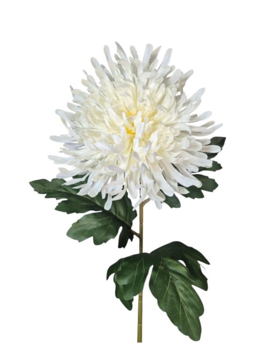 CHRYZANTEMA PŁASKA NA ŁODYDZE 65CM CREAM