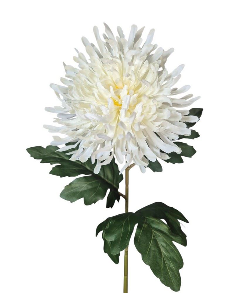 CHRYZANTEMA PŁASKA NA ŁODYDZE 65CM CREAM