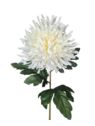 CHRYZANTEMA PŁASKA NA ŁODYDZE 65CM CREAM