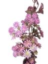 KRWAWNIK POSPOLITY 87CM PURPLE
