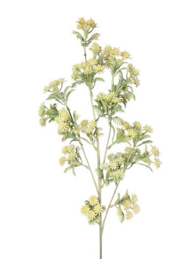 KRWAWNIK POSPOLITY 87CM CREAM YELLOW