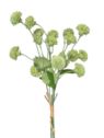 ALIUM MINI CZOSNEK PĘCZEK 53CM GREEN