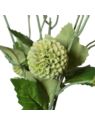 ALIUM MINI CZOSNEK PĘCZEK 53CM GREEN