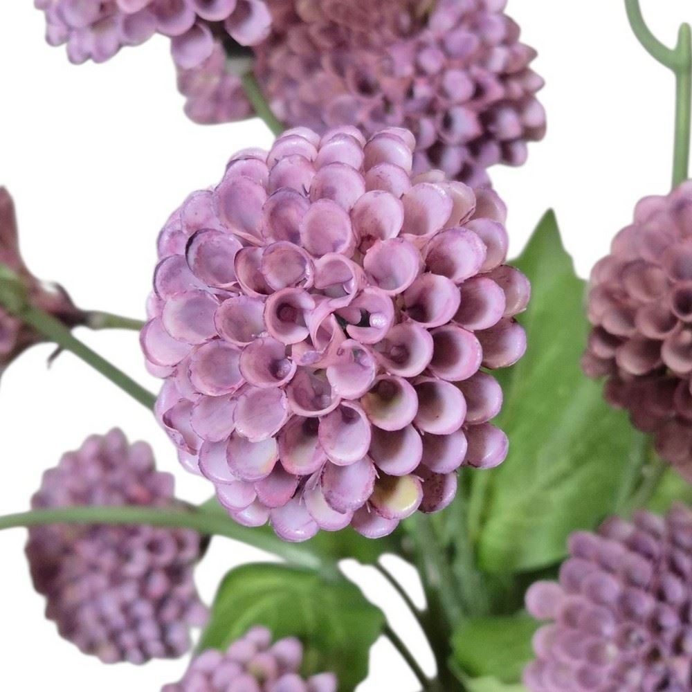 ALIUM MINI CZOSNEK PĘCZEK 53CM VIOLET