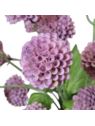 ALIUM MINI CZOSNEK PĘCZEK 53CM VIOLET