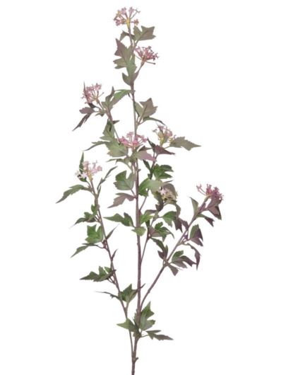 PĘCHERZNICA GAŁĄZKA 90CM GREEN VIOLET