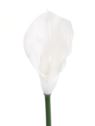 CALLA GUMA 72 CM ANA1013 WHITE