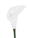 CALLA GUMA 72 CM ANA1013 WHITE
