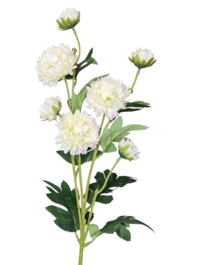 ASTER MINI CHRYZANTEMA 75CM CREAM LT PINK
