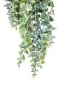 PAPROĆ WĄSKOLISTNA ZWIS 80CM GREEN