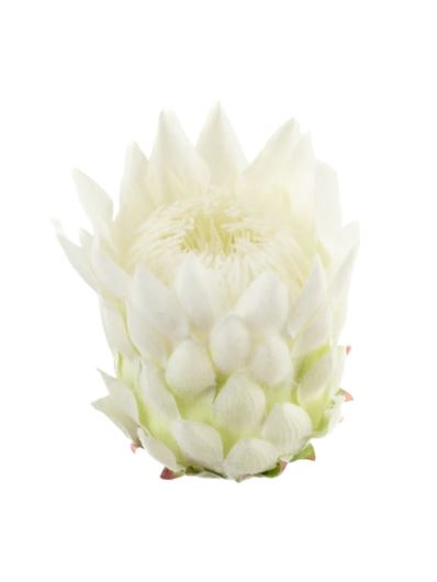 PROTEA - KARCZOCH WYS.14CM ŚR. 10CM WHITE CREAM