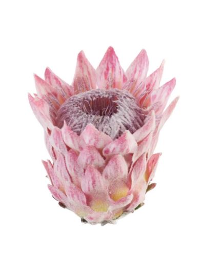 PROTEA - KARCZOCH WYS.14CM ŚR. 10CM PINK