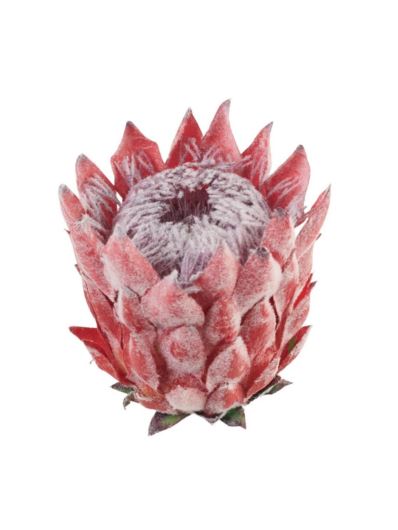 PROTEA - KARCZOCH WYS.14CM ŚR. 10CM06 RED