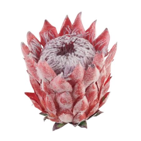 PROTEA - KARCZOCH WYS.14CM ŚR. 10CM06 RED