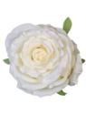 RÓŻA PEŁNA - GŁOWA WYS 8CM ŚR 8CM ZB040 CREAM