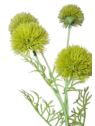 CZOSNEK ALLIUM x5 GAŁĄZKA 50CM GREEN