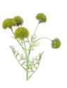 CZOSNEK ALLIUM x5 GAŁĄZKA 50CM GREEN