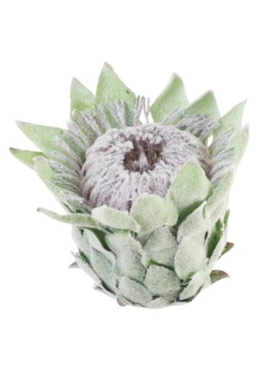 PROTEA - KARCZOCH WYS.14CM ŚR. 10CM GREEN