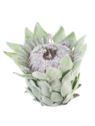PROTEA - KARCZOCH WYS.14CM ŚR. 10CM GREEN
