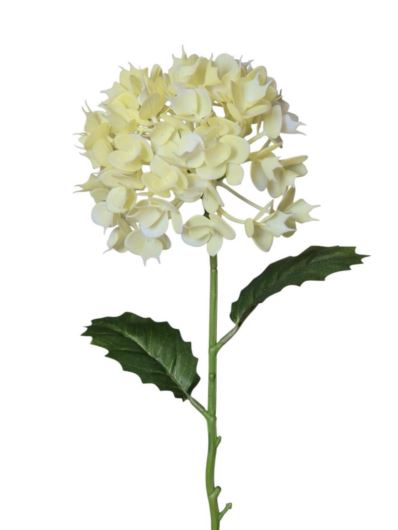 EUPHORBIA POJ. 52CM CV41975 CREAM