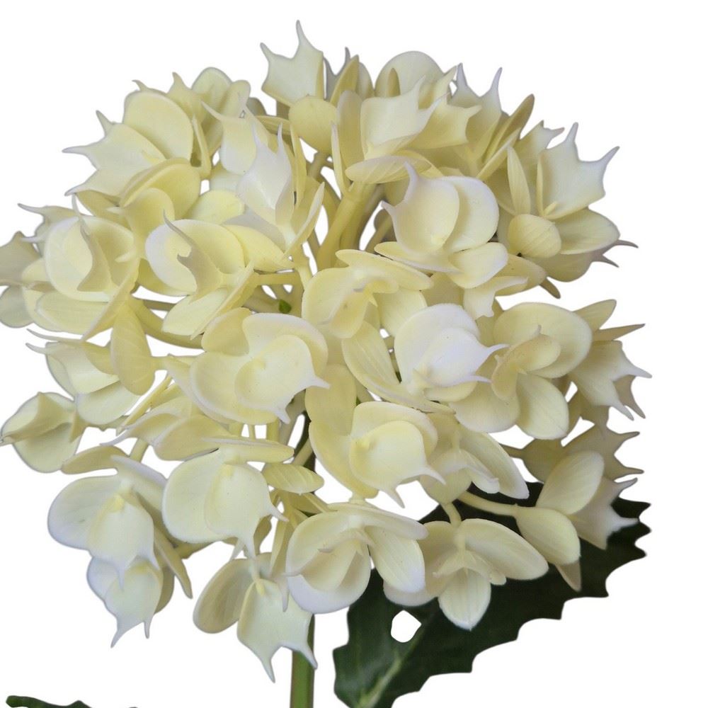 EUPHORBIA POJ. 52CM CV41975 CREAM