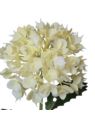 EUPHORBIA POJ. 52CM CV41975 CREAM