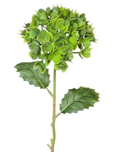 EUPHORBIA POJ. 52CM CV41975 GREEN
