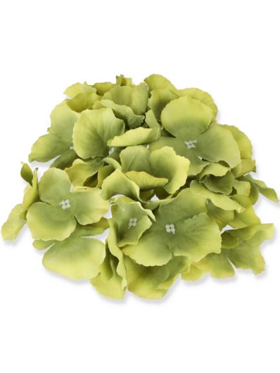 HORTENSJA GŁÓWKA 17CM / LE18 BEETROOT GREEN