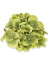 HORTENSJA GŁÓWKA 17CM / LE18 BEETROOT GREEN