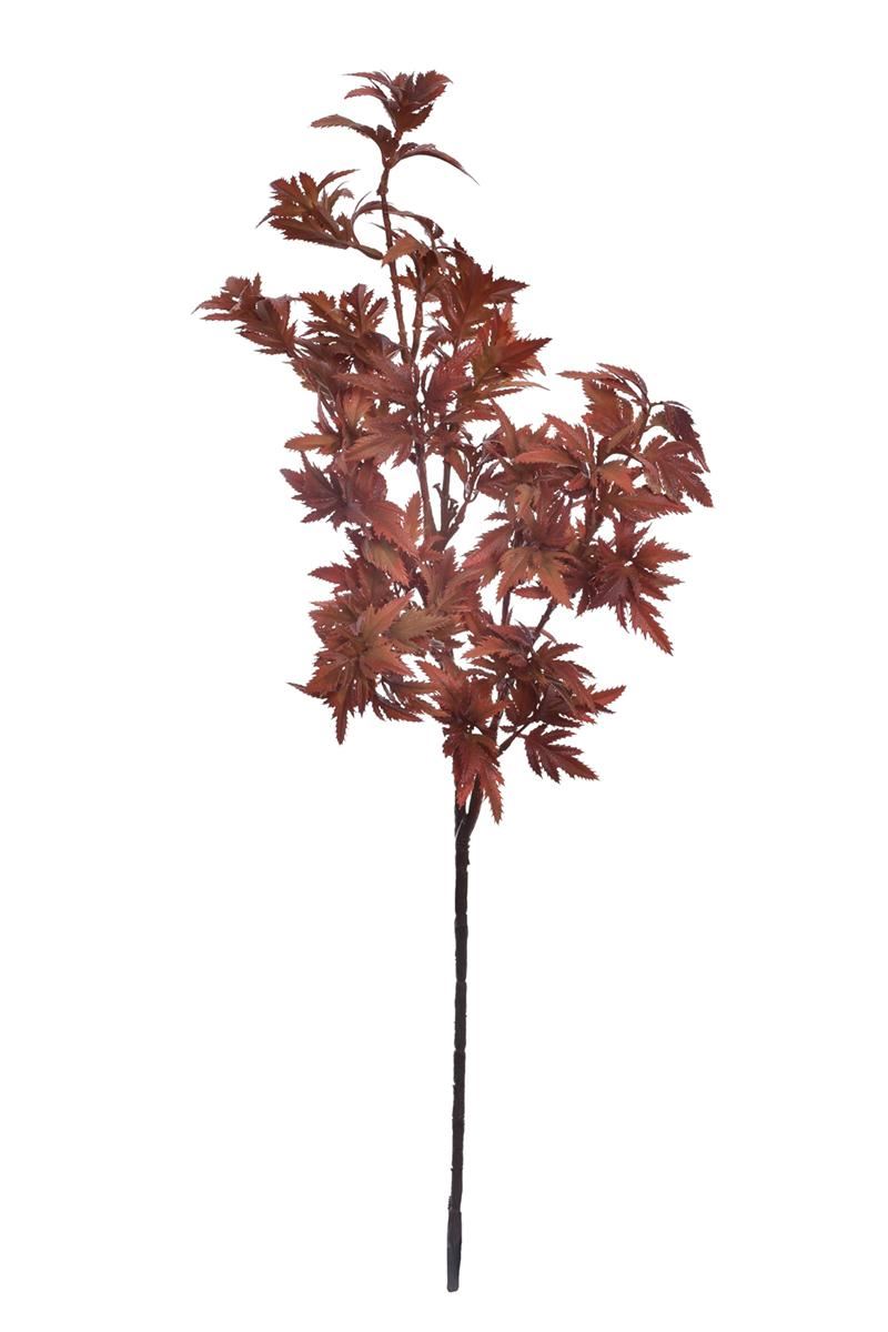 KLON JAPOŃSKI 68CM PUK1038 TEA
