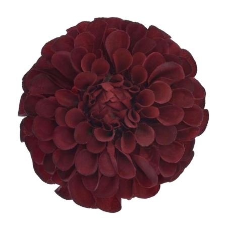 DALIA GŁÓWKA 10CM TAJ1026 BURGUNDY