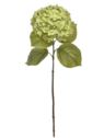 HORTENSJA GAŁ 82CM RUN2001 REAL TOUCH POWDER GREEN