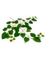 LIŚĆ LESZCZYNA GAŁĄZKA 85CM GREEN