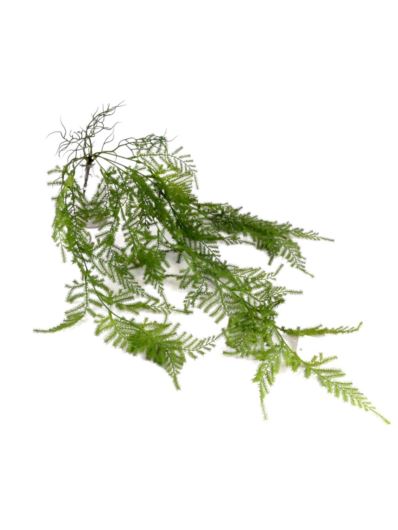 PAPROTKA ASPARAGUS ZWIS 80CM GREEN